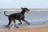 DOBERMANN 014